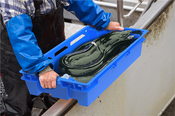 Fish Trays | Trays & Carriers - DW Reusables